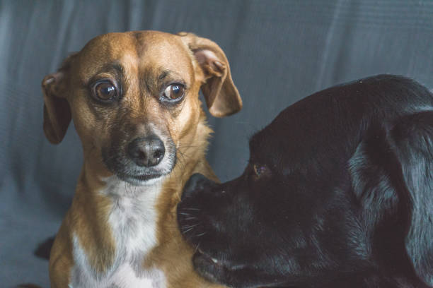 istock Two Dogs in love 1216664774