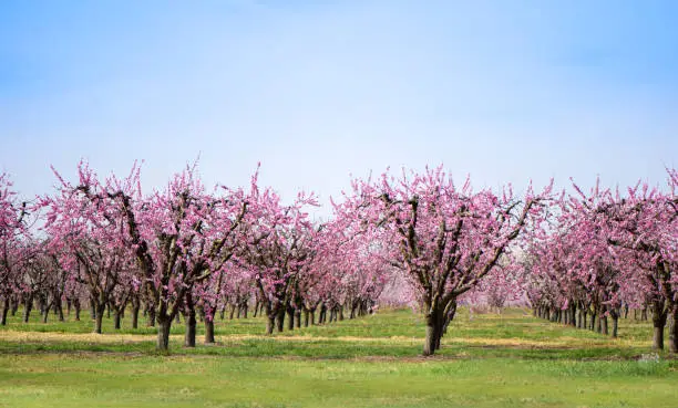 Rows of fruit trees in an agriculture orchard with beautiful pink flower blossoms.  Green grass grows between rows of trees, with bright clear blue sky background.  California.