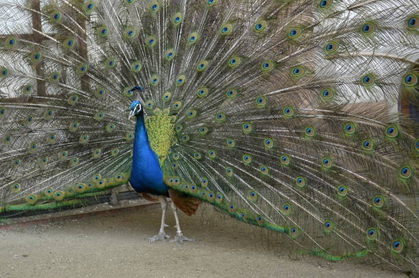 istock Peacock walking in a garden in Prague 1216666456