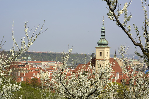 Prague, Czech Republic. April,4, 2014. Blooming trees in Petrin Hill, Prague, in march 2014