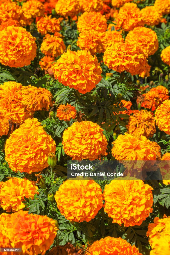 Cempasuchil Flowers Field In Mexico Stock Photo - Download Image Now -  African Marigold, Agricultural Field, Agriculture - iStock
