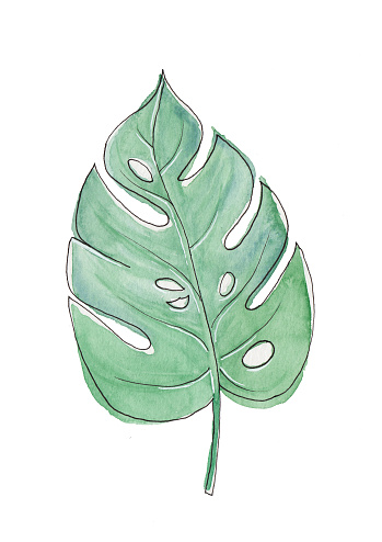 Monstera Plant. This watercolor painting is isolated on a white background. Original watercolor painting.