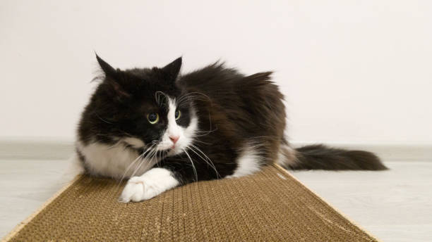 gato peludo juguetón divertido con una mirada loca. un gato en blanco y negro está acostado en una almohadilla de cartón con el aroma de catnip. un marco gracioso. una mascota verdaderamente saludable - scratchpad fotografías e imágenes de stock