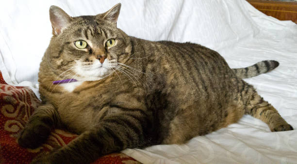 Domestic cat with signs of obesity: thick belly and swollen fat muzzle. Sedentary lifestyle in a pet. Disease. Laziness stock photo