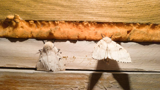 A large white fluffy night moth sits on the wall of a wooden house. Beautiful silkworm in the Altai stock photo