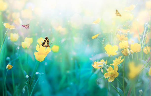 istock Wild Yellow Flowers and Butterflies 1216669942