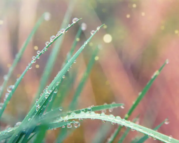Photo of Fresh Grass with Water Drops