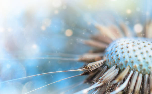 dente-de-leão à luz do sol - dandelion macro seed nature - fotografias e filmes do acervo