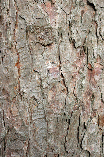 Horse chestnut, Aesculus hippocastanum, tree bark which could be used as a background or texture.