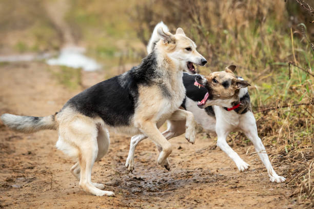 istock Dogs fighting in autumn field. cloudy day 1216671064