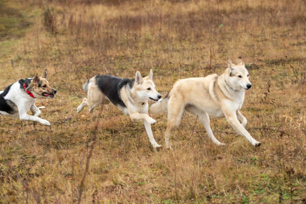 istock Dogs playing in autumn forest. Cloudy day 1216671157