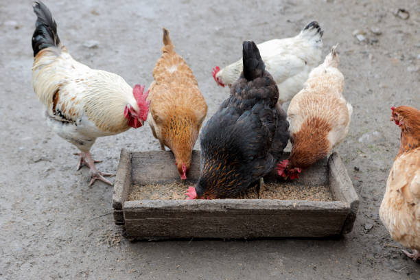 istock A group of free range chickens eating outside on a farm 1216671319