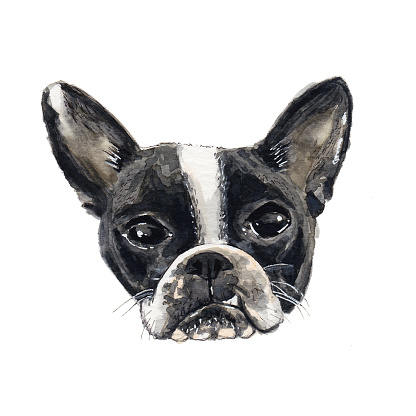 Painting of a French Bulldog with a snaggle-tooth.  This watercolor painting is isolated on a white background. Original Watercolor Painting