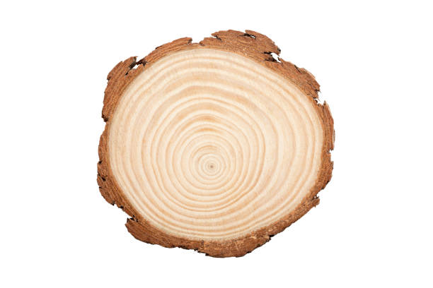 istock The cross-section of the tree years 1216672261