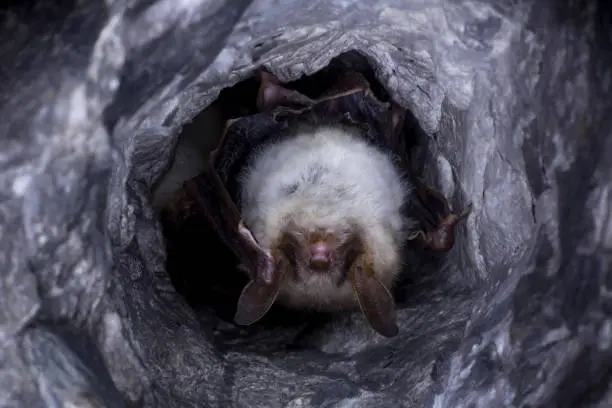 Close up strange animal Greater mouse-eared bat Myotis myotis hanging upside down in the hole of the cave and hibernating. Wildlife take.