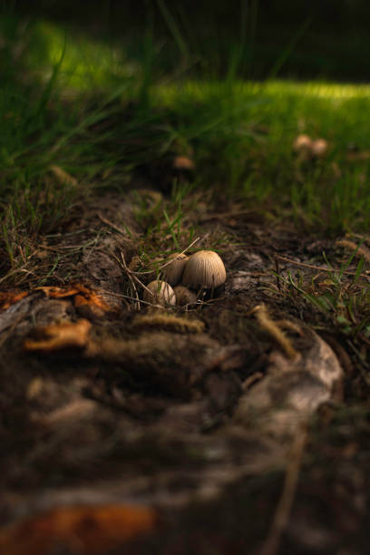dark green brown white mushroom