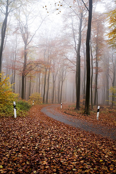 istock Empty wet forest road on a foggy autumn morning 121667298