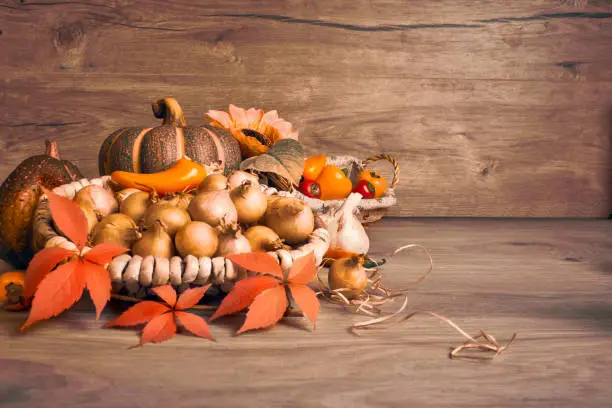 Autumn Thanksgiving arrangement with basket of onions, decorative pumpkins, Fall leaves and small natural peppers. Autumn still life arrangement indoors on aged wooden table.