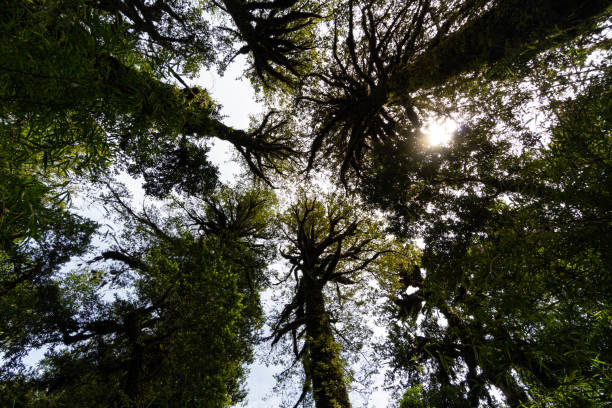 istock Forest at Pumalin Park in the chilean Patagonia 1216675283