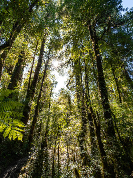 istock Forest inside Pumalin Park in the chilean Patagonia 1216675294