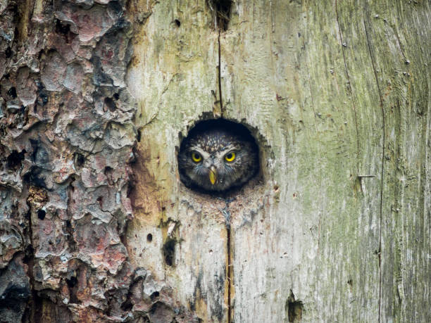 istock Little owl (Athene noctua) looks out from burrowed hole in tree 1216677161