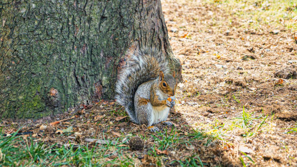 istock A cute squirrel is eating a nut by sitting tame at the bottom. 1216679135