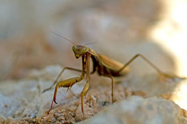 A green mantis on a rock with moss