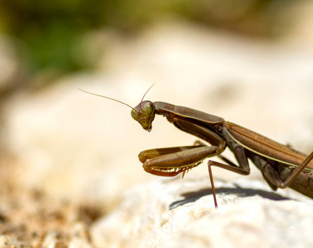 istock Praying mantis in the garden 1216679605