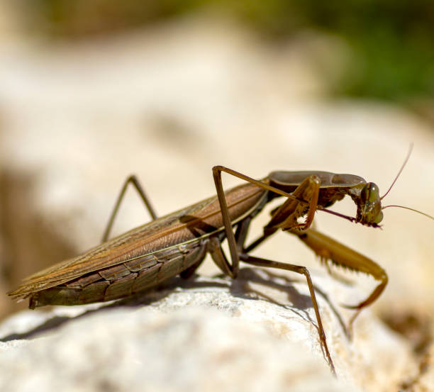 istock Praying mantis in the garden 1216679609