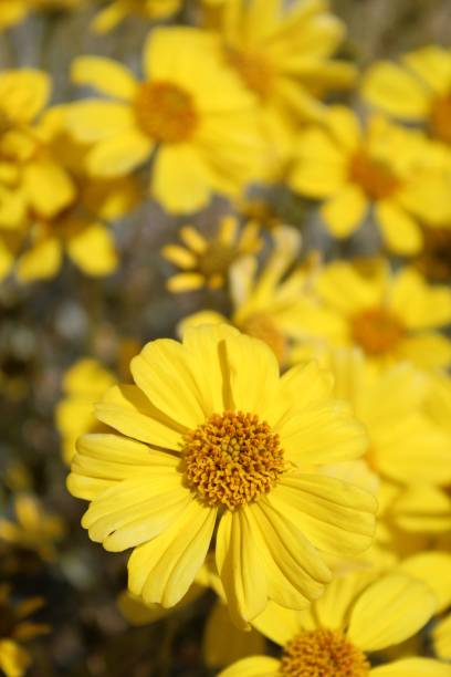 encelia farinosa - joshua tree np - 032820 d - brittlebush fotografías e imágenes de stock