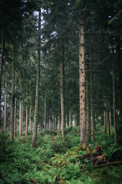 istock Lush green pine forest stretches out 1216681523