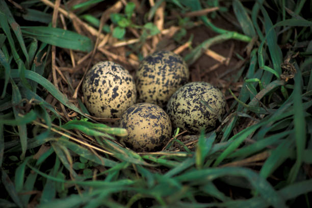 Lapwing (Vanellus vanellus) nest with four eggs within the leaves of a crop of winter wheat, England, United Kingdom Lapwing (Vanellus vanellus) nest with four eggs within the leaves of a crop of winter wheat, England, United Kingdom shore bird stock pictures, royalty-free photos & images