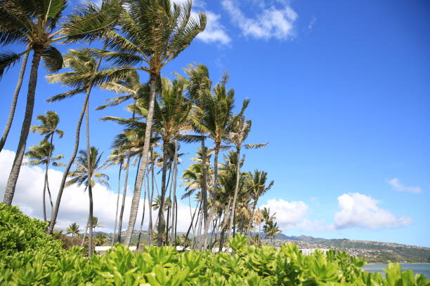 istock clear water beach park blue sky palm tree 1216684987