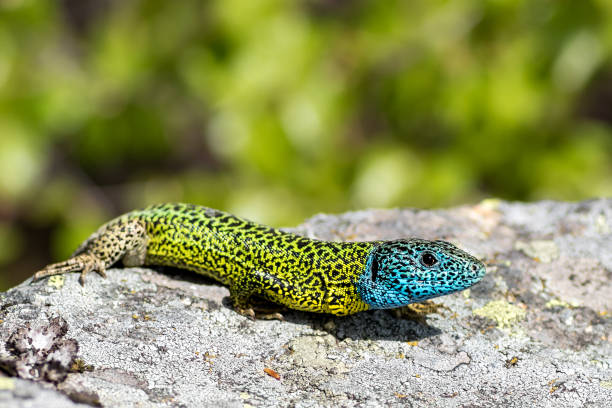 istock The colorful iberian lizard 1216685161