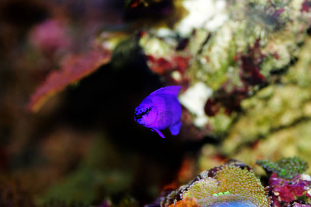 istock Orchid dottyback saltwater fish - Pseudochromis fridmani 1216685991