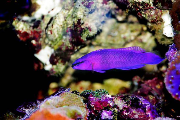 Orchid dottyback saltwater fish - Pseudochromis fridmani Orchid dottyback saltwater fish - Pseudochromis fridmani orchid dottyback stock pictures, royalty-free photos & images