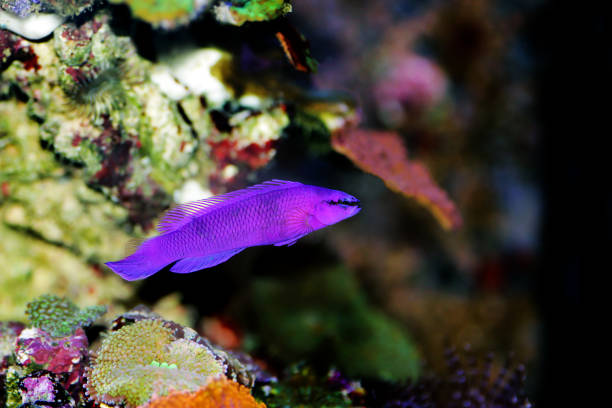 Orchid dottyback saltwater fish - Pseudochromis fridmani Orchid dottyback saltwater fish - Pseudochromis fridmani orchid dottyback stock pictures, royalty-free photos & images