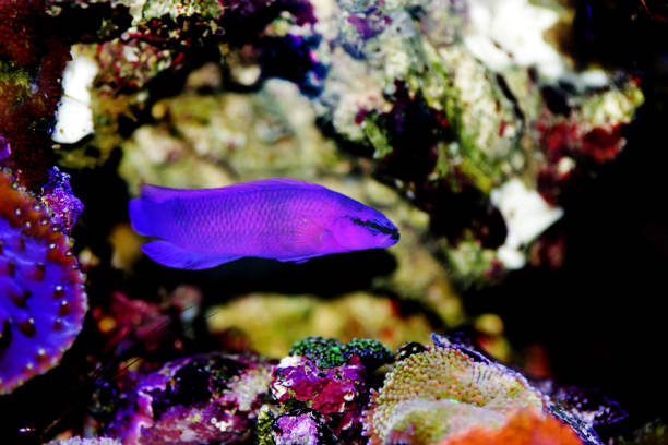 istock Orchid dottyback saltwater fish - Pseudochromis fridmani 1216686000