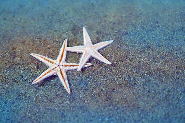 istock Two starfish on sand background under the water 1216686022