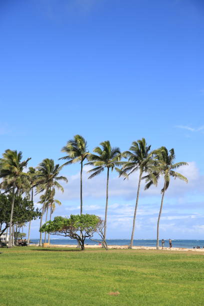 istock Palm tree by the beach park oahu hawaii 1216686111