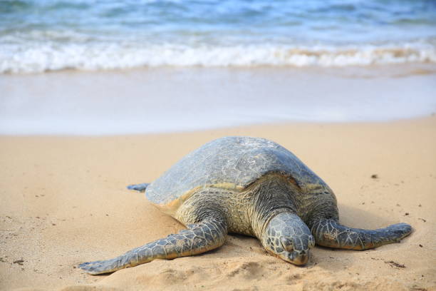 istock Green sea turtle on the beach palm tree oahu hawaii 1216686155