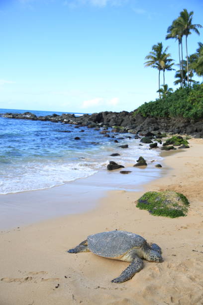 istock Green sea turtle on the beach palm tree oahu hawaii 1216686156