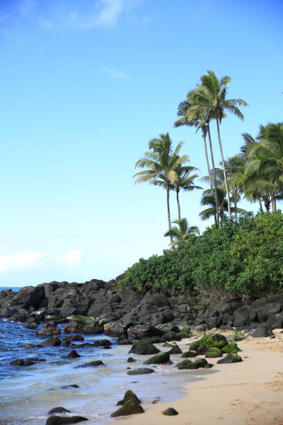 istock Green sea turtle on the beach palm tree oahu hawaii 1216686174