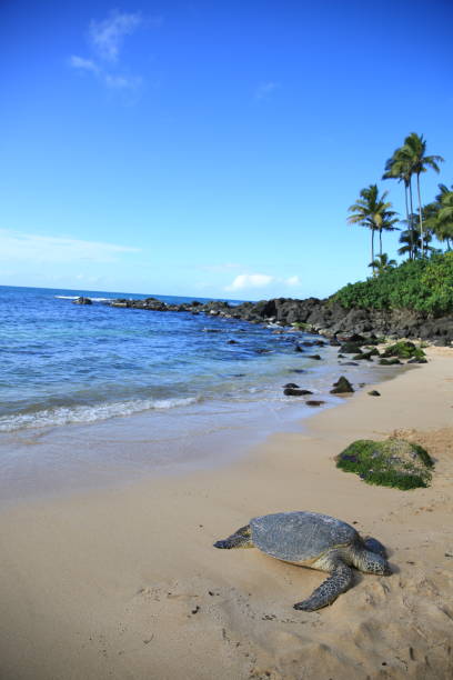 istock Green sea turtle on the beach palm tree oahu hawaii 1216686198