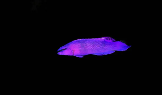 Photo of Orchid dottyback saltwater fish - Pseudochromis fridmani