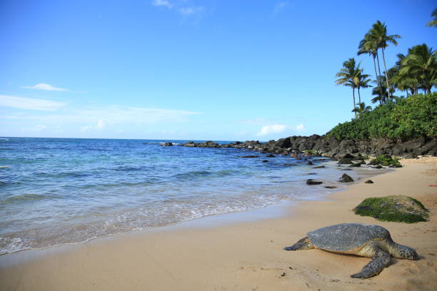 istock Green sea turtle on the beach palm tree oahu hawaii 1216686210