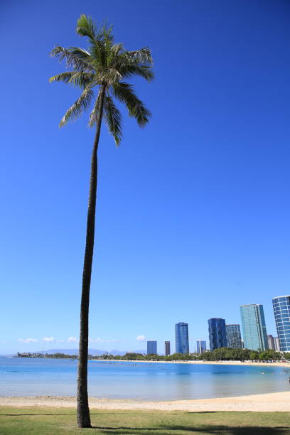 istock beach park tree sky palm oahu hawaii 1216686295