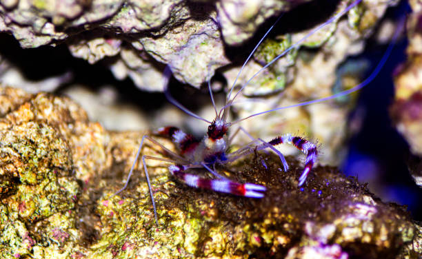 istock Boxer banded coral shrimp - Stenopus hispidus 1216687059