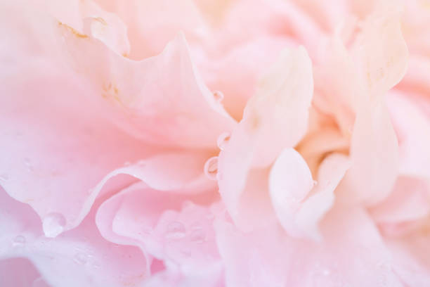 Raindrops on a lovely pink hybrid tea rose