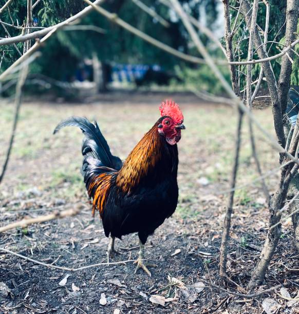 istock Rooster in the yard. 1216688791